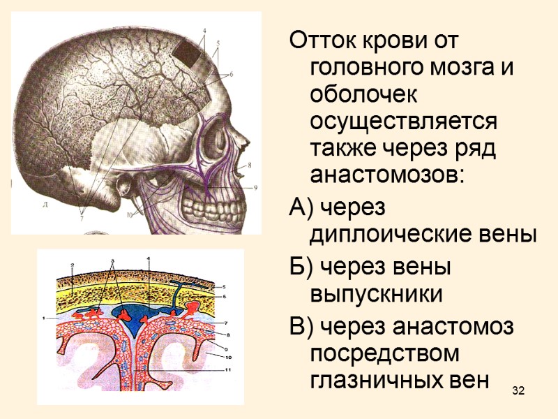 32 Отток крови от головного мозга и оболочек осуществляется также через ряд анастомозов: А)